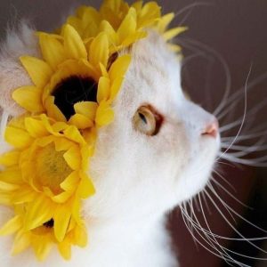 دانلود آهنگ دنیا بی چشمات مث غروب سرد پاییزه حال دلم بی تو (هوش مصنوعی)